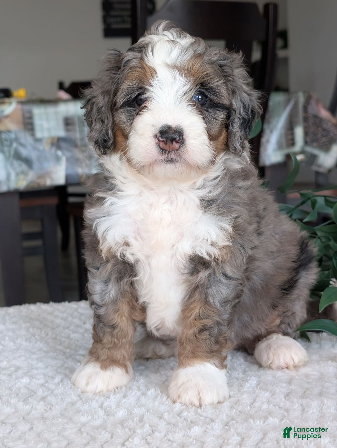 Mini Bernedoodle dogs for sale: Allie - Image 23
