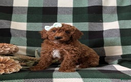 Mini Goldendoodle dogs for sale: Justeen Genetic Testing - Image 4