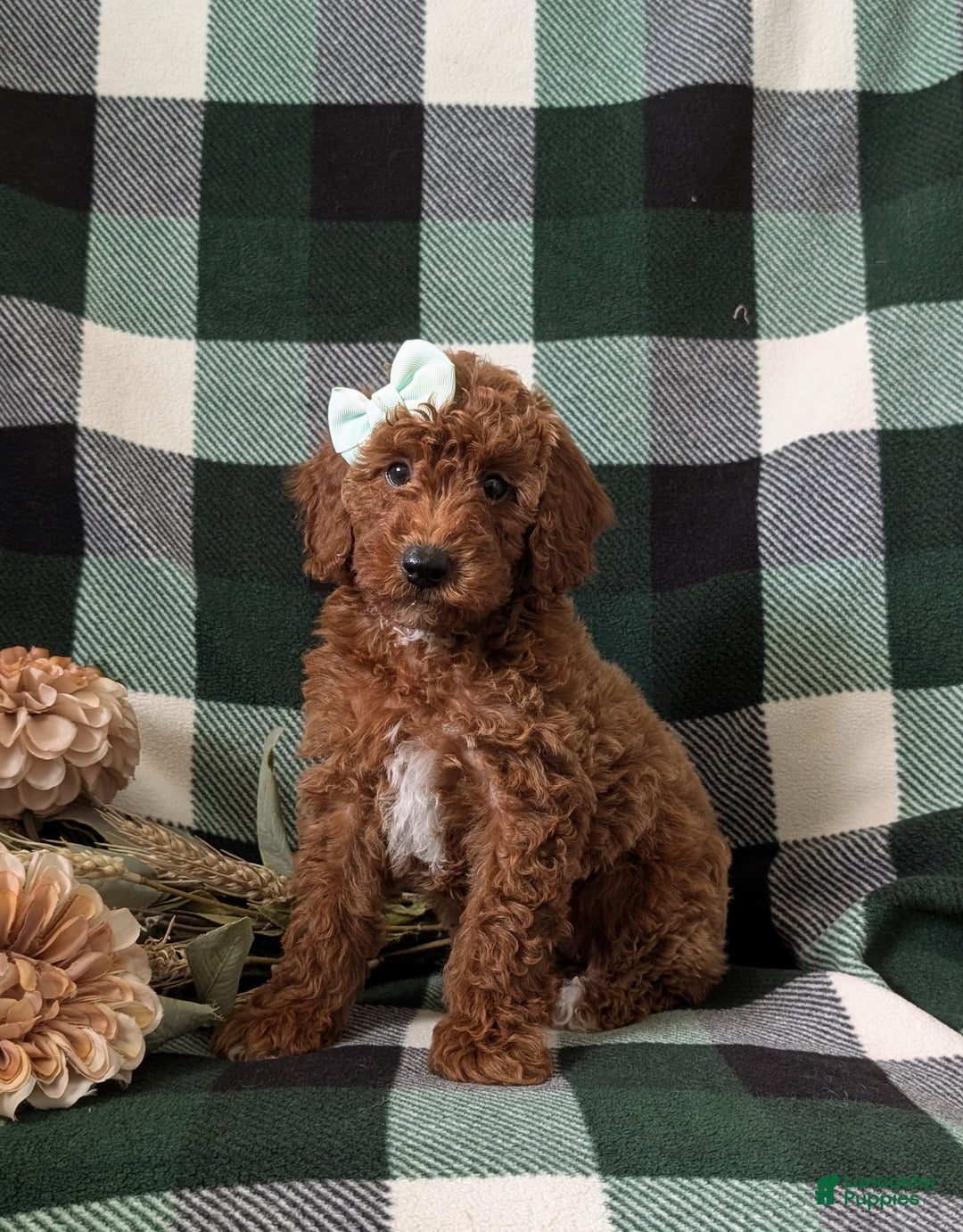 Mini Goldendoodle dogs for sale: Justeen Genetic Testing - Image 4