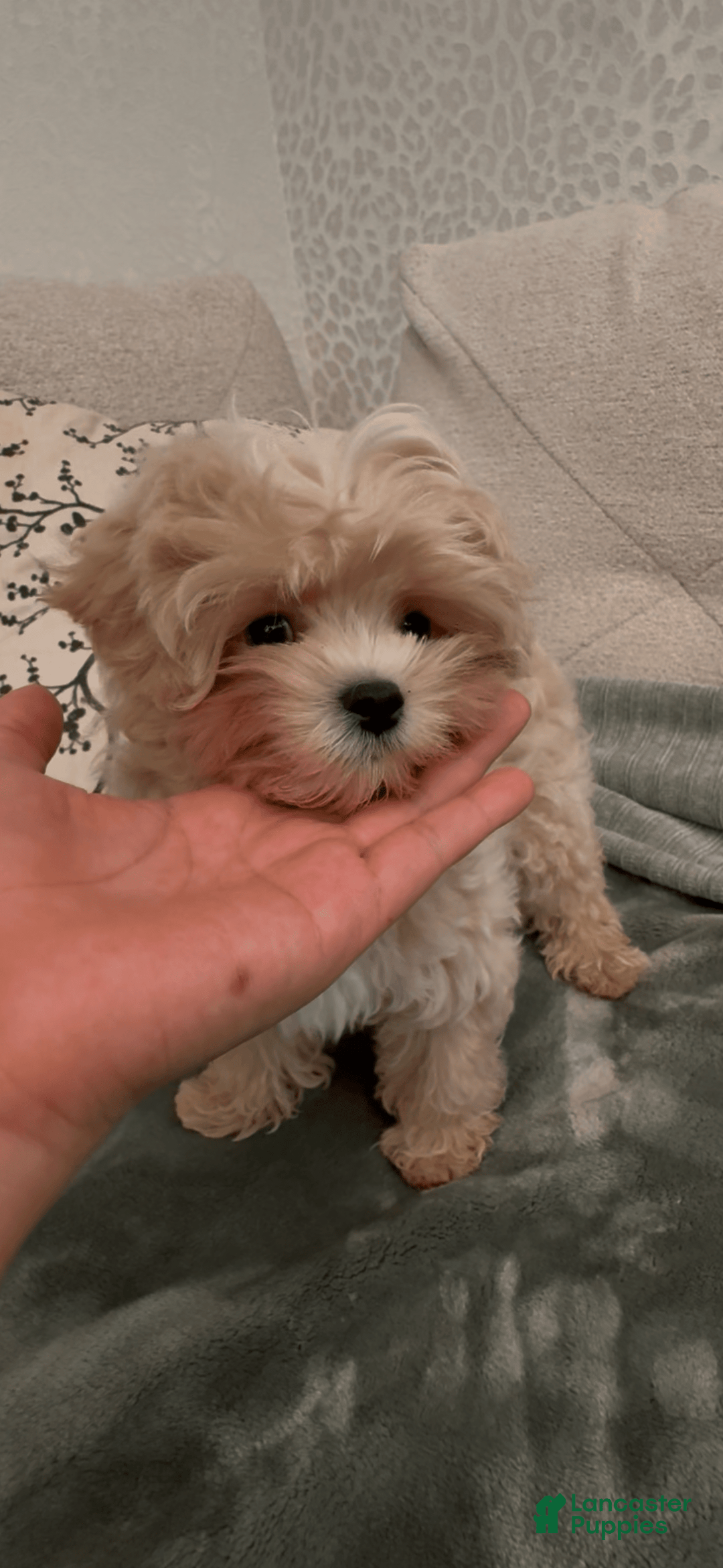 Maltipoo dogs for sale: Freeman - Image 8