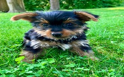 Yorkshire Terrier dogs for sale: Duke - Image 2