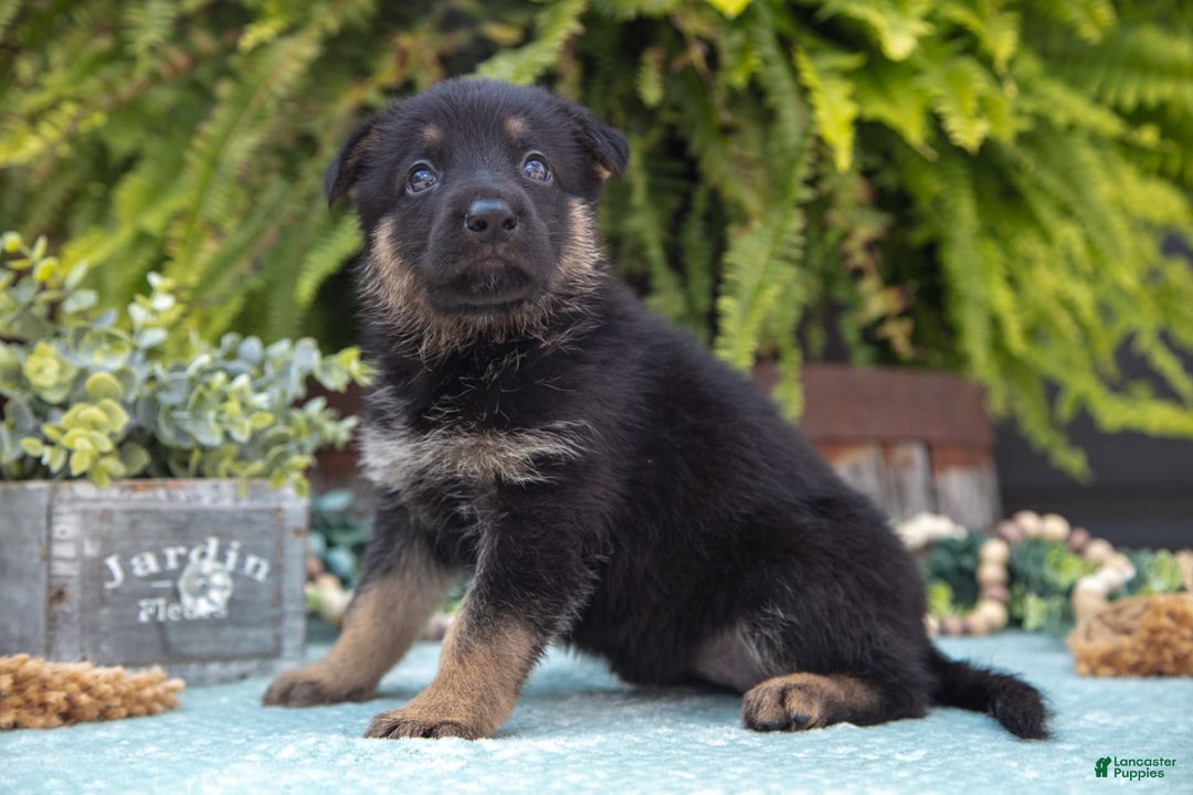 German Shepherd dogs for sale: Addie - Image 1