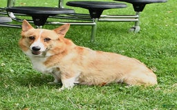 Welsh Corgi Pembroke dogs for sale: Wes - Image 6