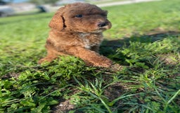 Goldendoodle dogs for sale: Red Collar - Image 1