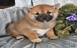 Shiba Inu dogs for sale: Jasper - Image 4