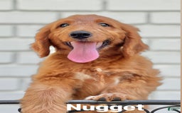 Goldendoodle dogs for sale: Nugget - Image 14