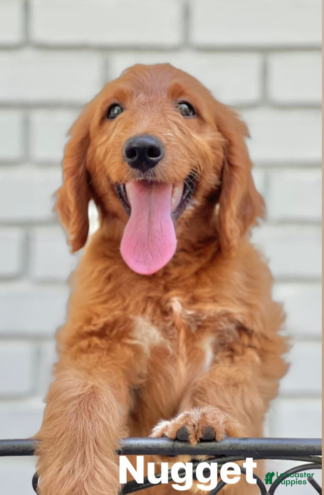 Goldendoodle dogs for sale: Nugget - Image 14