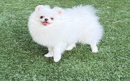 Pomeranian dogs for sale: Adam - Image 3