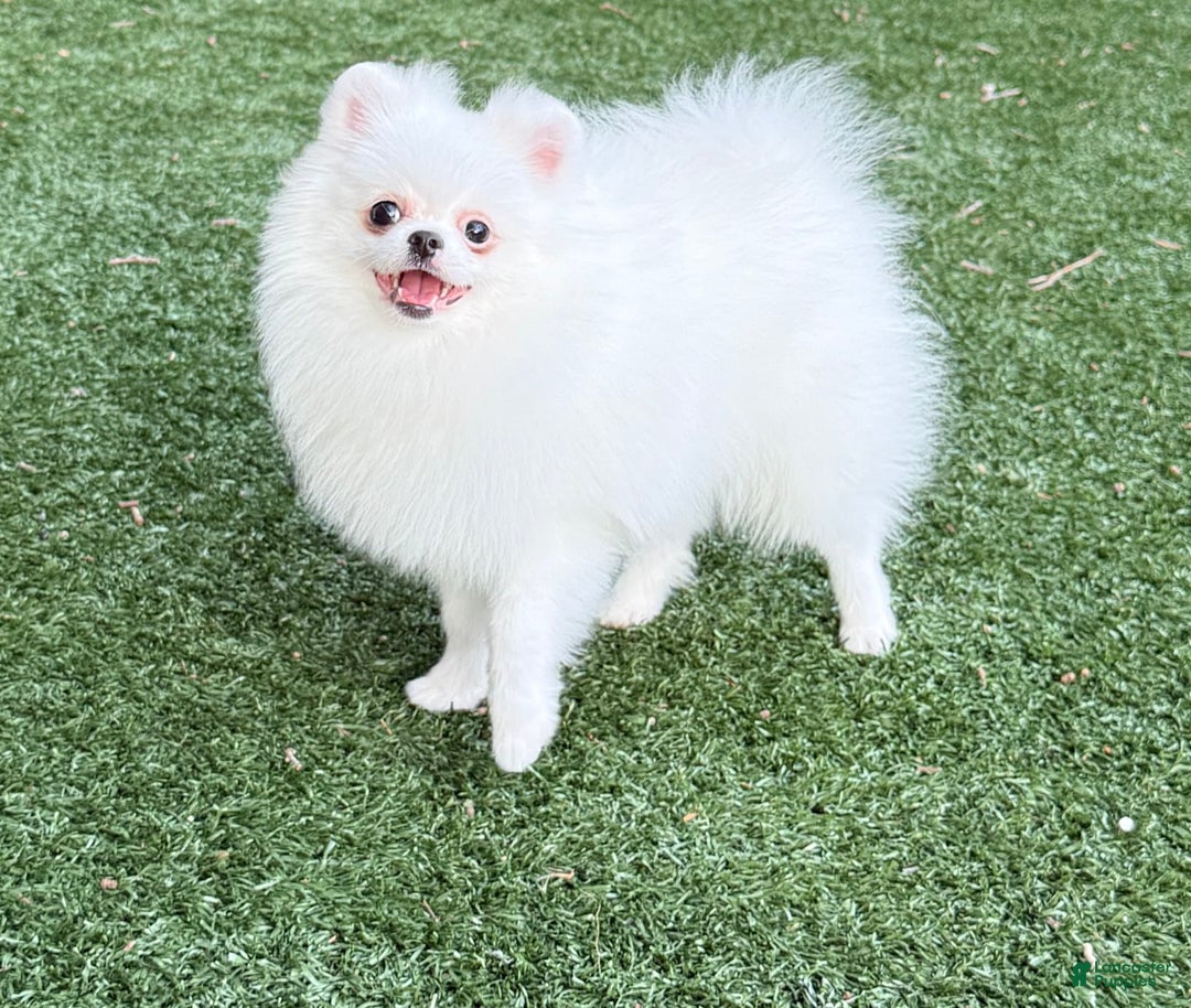 Pomeranian dogs for sale: Adam - Image 3