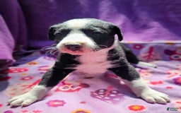 Border Collie dogs for sale: Fang - Image 14