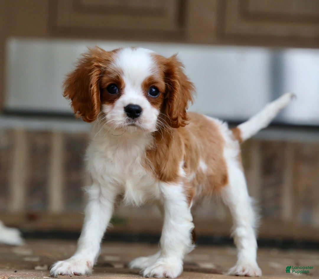 Cavalier King Charles Spaniel dogs for sale: Loki - Image 9