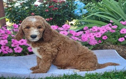 Goldendoodle dogs for sale: Royal - Image 4