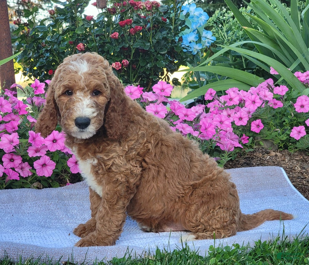 Goldendoodle dogs for sale: Royal - Image 4