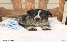 Australian Cattle Dog dogs for sale: Mike - Image 3