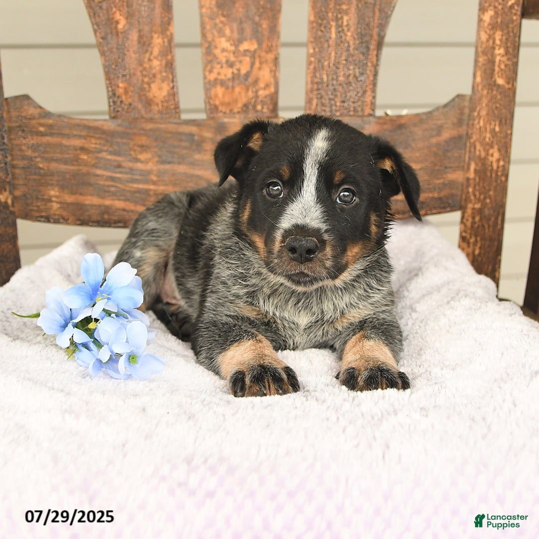 Australian Cattle Dog dogs for sale: Mike - Image 3