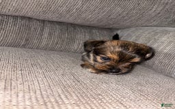 Morkie dogs for sale: Mocha - Image 9