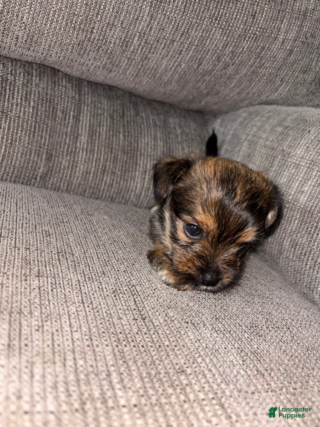 Morkie dogs for sale: Mocha - Image 9