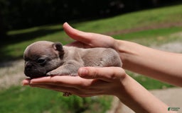 French Bulldog dogs for sale: Lyra - Image 2