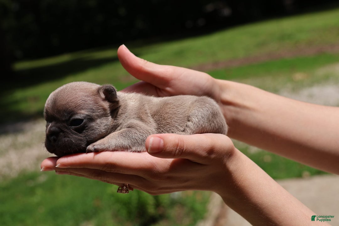 French Bulldog dogs for sale: Lyra - Image 2