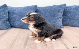 Mini Bernedoodle dogs for sale: Mason - Image 1
