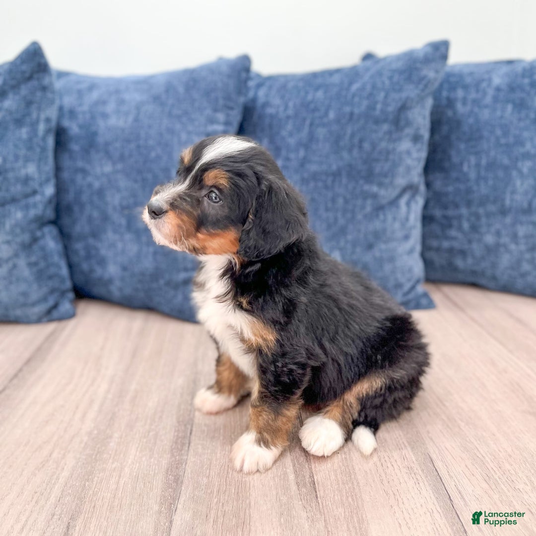 Mini Bernedoodle dogs for sale: Mason - Image 1
