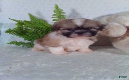 Shih Tzu dogs for sale: Hunter - Image 7