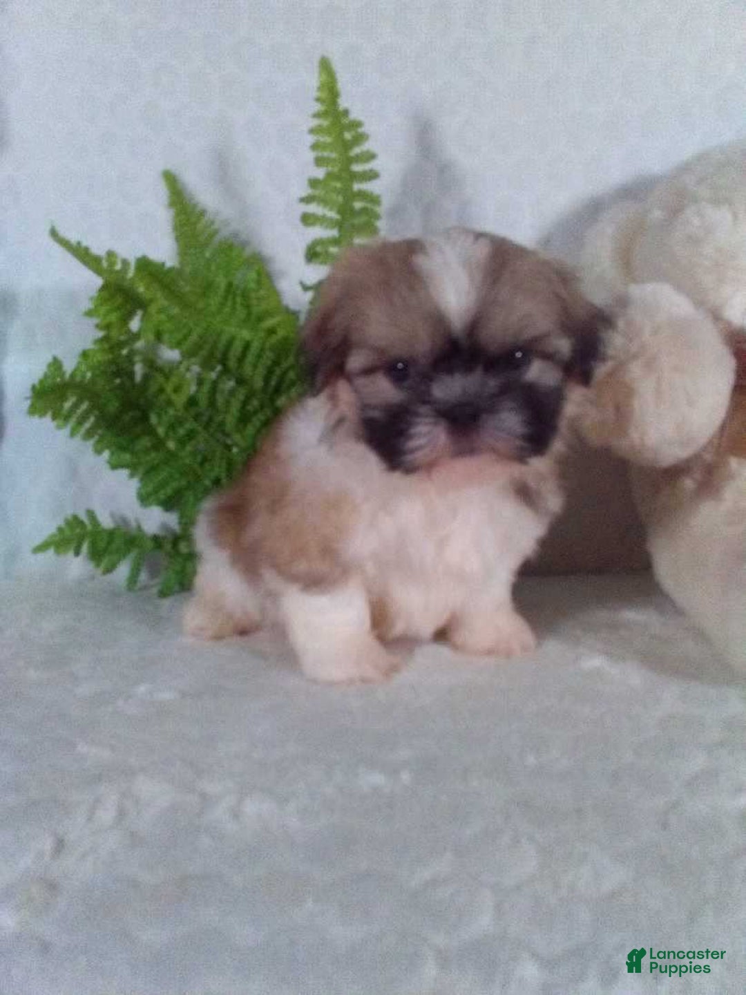 Shih Tzu dogs for sale: Hunter - Image 7
