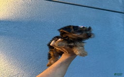 Yorkshire Terrier dogs for sale: Diamond - Image 2