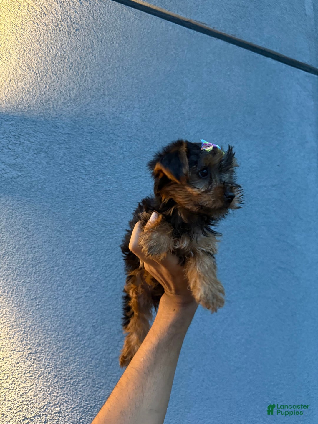 Yorkshire Terrier dogs for sale: Diamond - Image 2