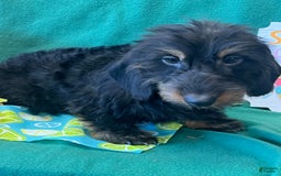 Dachshund dogs for sale: River - Image 3