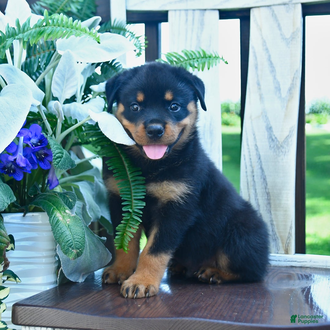 Rottweiler dogs for sale: Paxton - Image 4