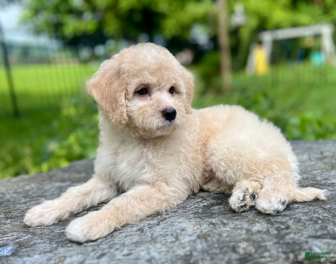 Mini Bernedoodle dogs for sale: Rocky - Image 2