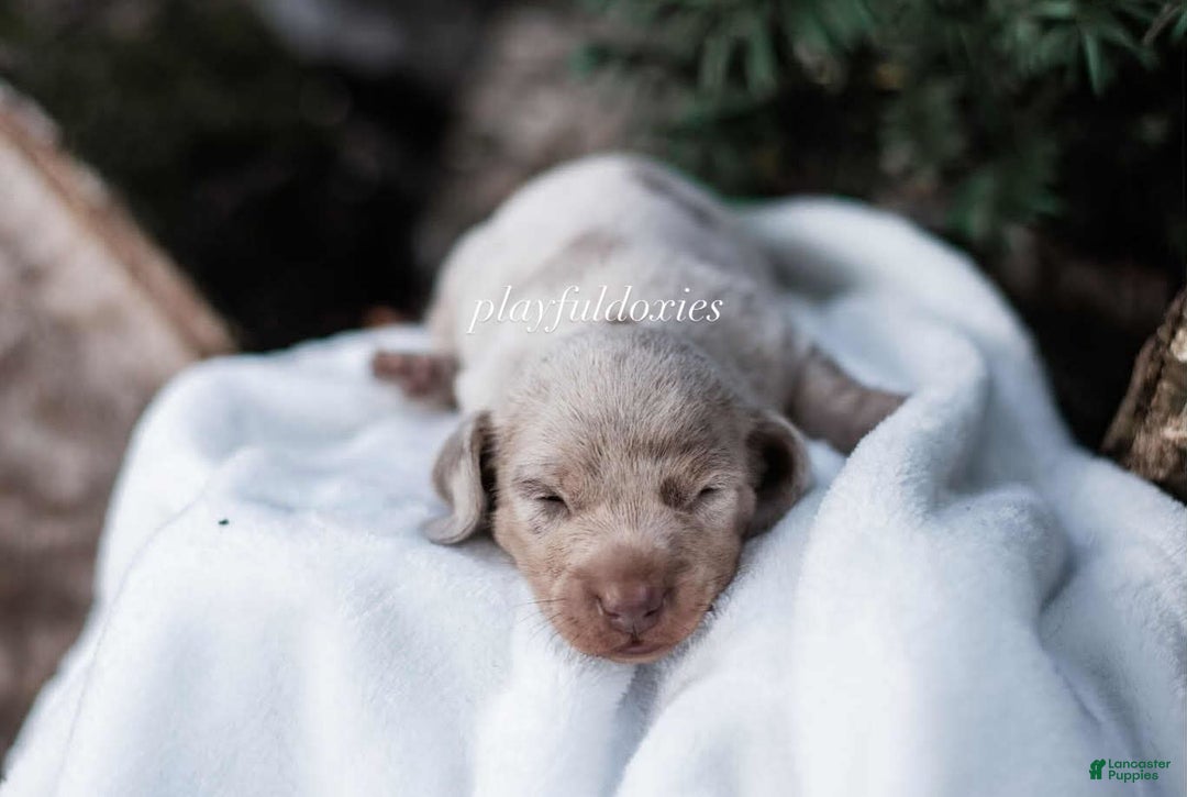 Miniature Dachshund dogs for sale: Isabella Dapple Boy - Image 3