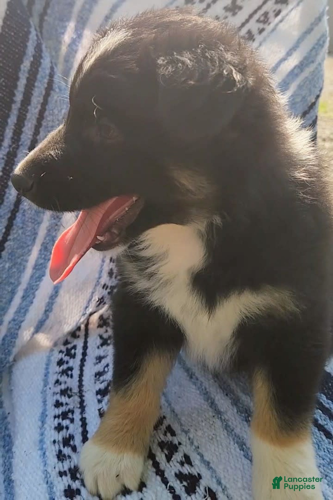 Australian Shepherd dogs for sale: Sophie - Image 4
