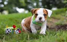 Beabull dogs for sale: Harley - Image 8