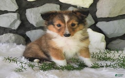 Shetland Sheepdog dogs for sale: Tommy - Image 8