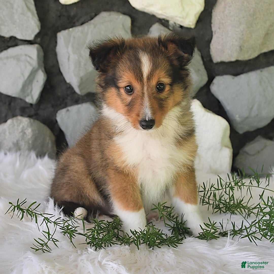 Shetland Sheepdog dogs for sale: Tommy - Image 8