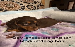 Dachshund dogs for sale: Brownie - Image 1