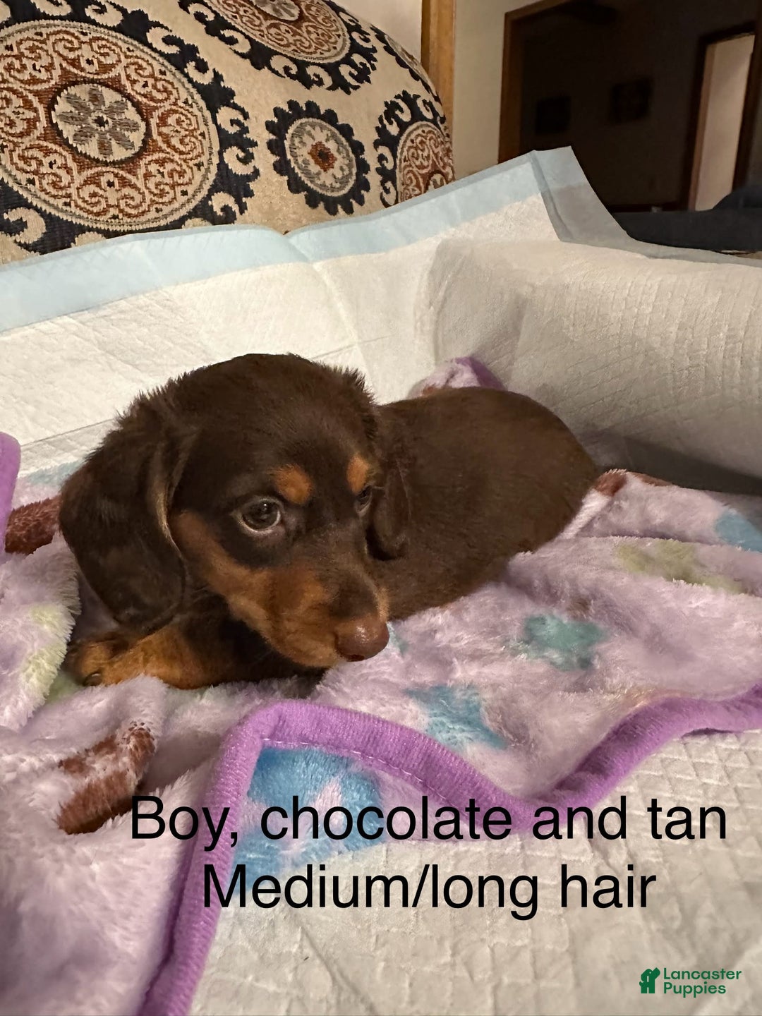 Dachshund dogs for sale: Brownie - Image 1