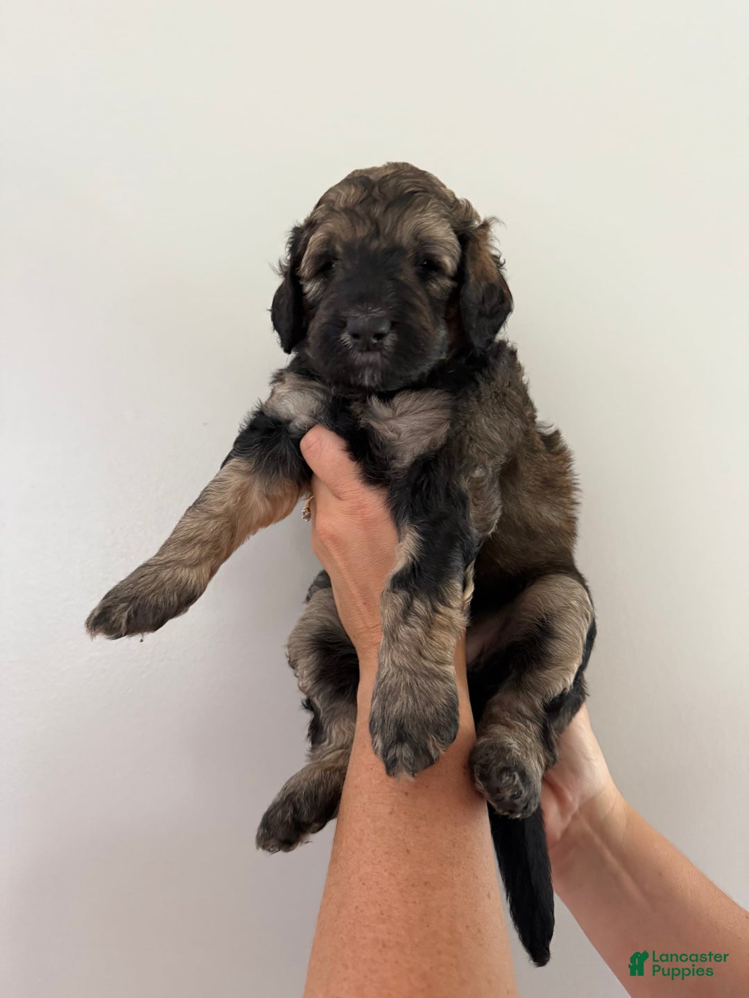 Bernedoodle dogs for sale: Pink Collar Girl - Image 8