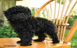 Toy Poodle dogs for sale: George - Image 8