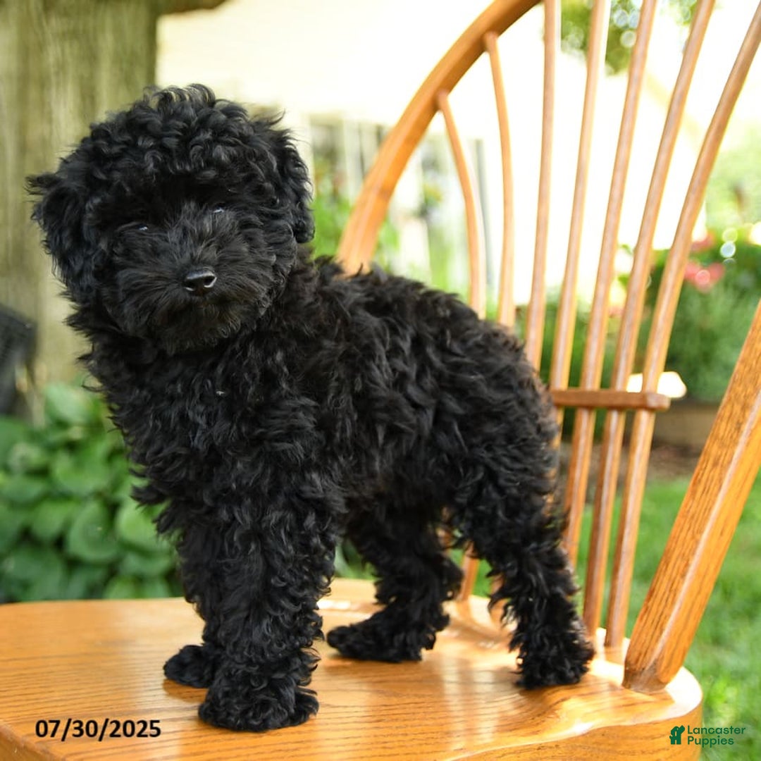 Toy Poodle dogs for sale: George - Image 8