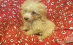 Aussiedoodle dogs for sale: RUNTZ - Image 1