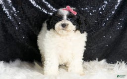 Toy Poodle dogs for sale: Puebla - Image 6