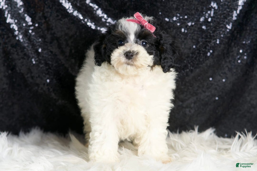 Toy Poodle dogs for sale: Puebla - Image 6