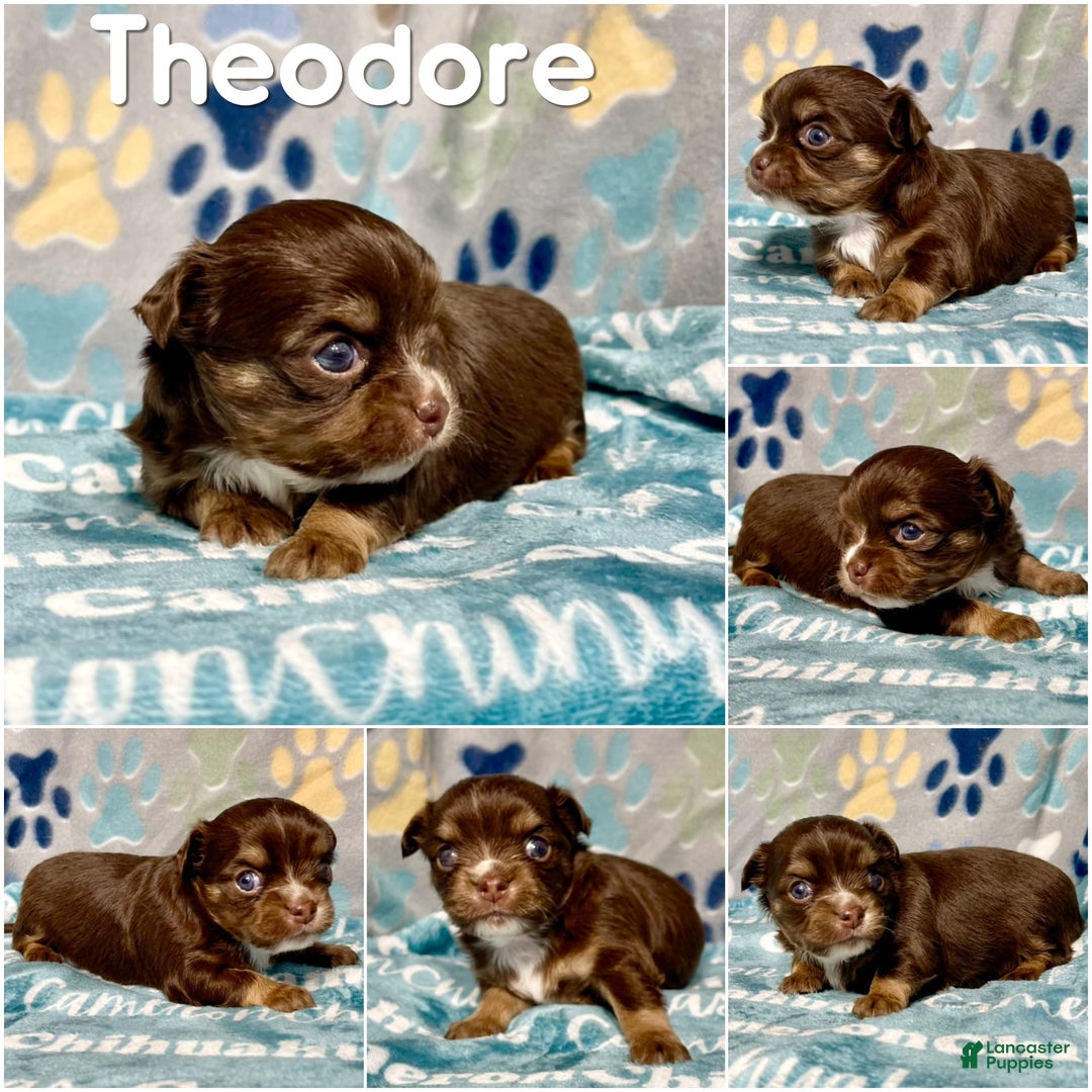Chihuahua dogs for sale: Theodore Chocolate Lc - Image 14