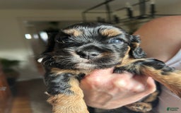 Cavapoo dogs for sale: Cavapoo 5 puppies - Image 4