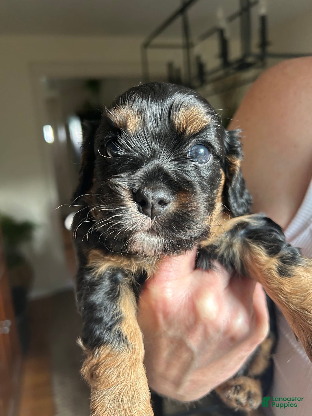 Cavapoo dogs for sale: Cavapoo 5 puppies - Image 4
