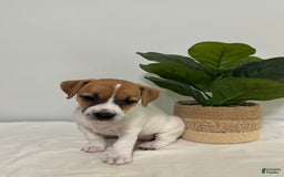 Jack Russell Terrier dogs for sale: Twinkle - Image 2