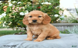 Miniature Golden Retriever dogs for sale: Sparrow - Image 3